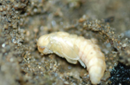 번데기(pupa)